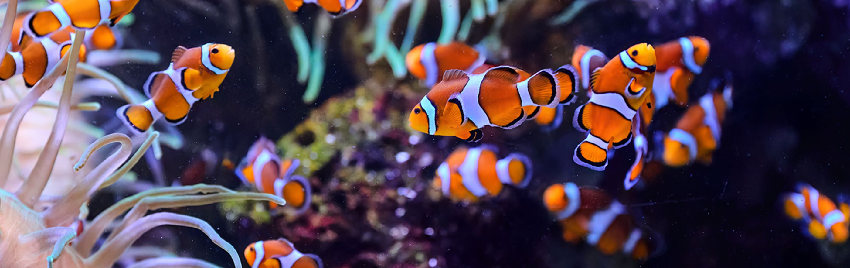 大瀬崎周辺の海の生き物