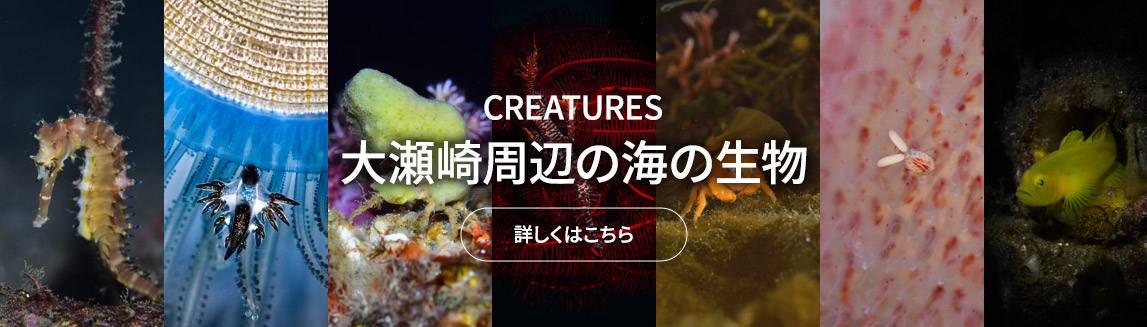 大瀬崎周辺の海の生物