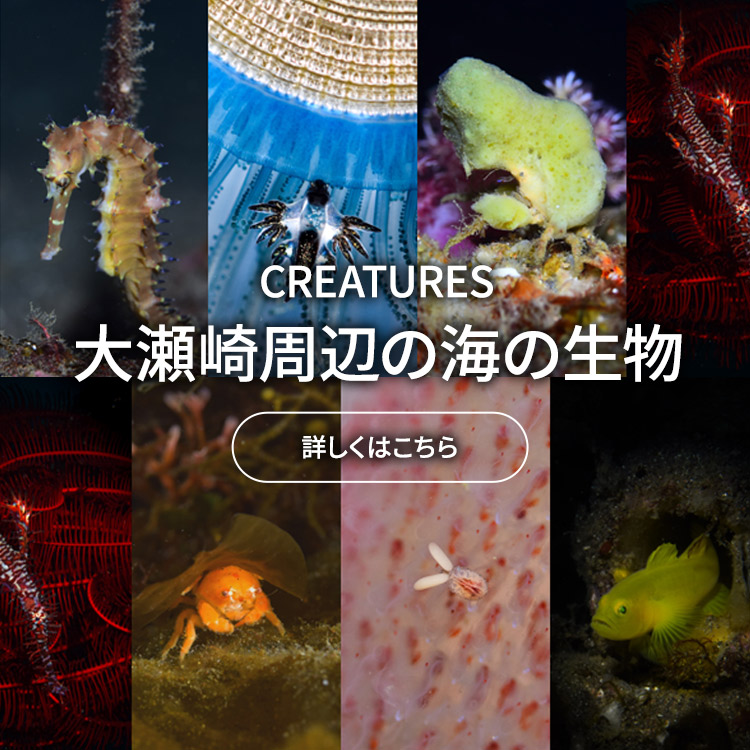 大瀬崎周辺の海の生物