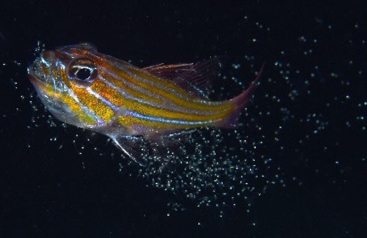 テンジクダイ科