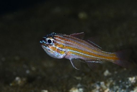 キンセンイシモチ