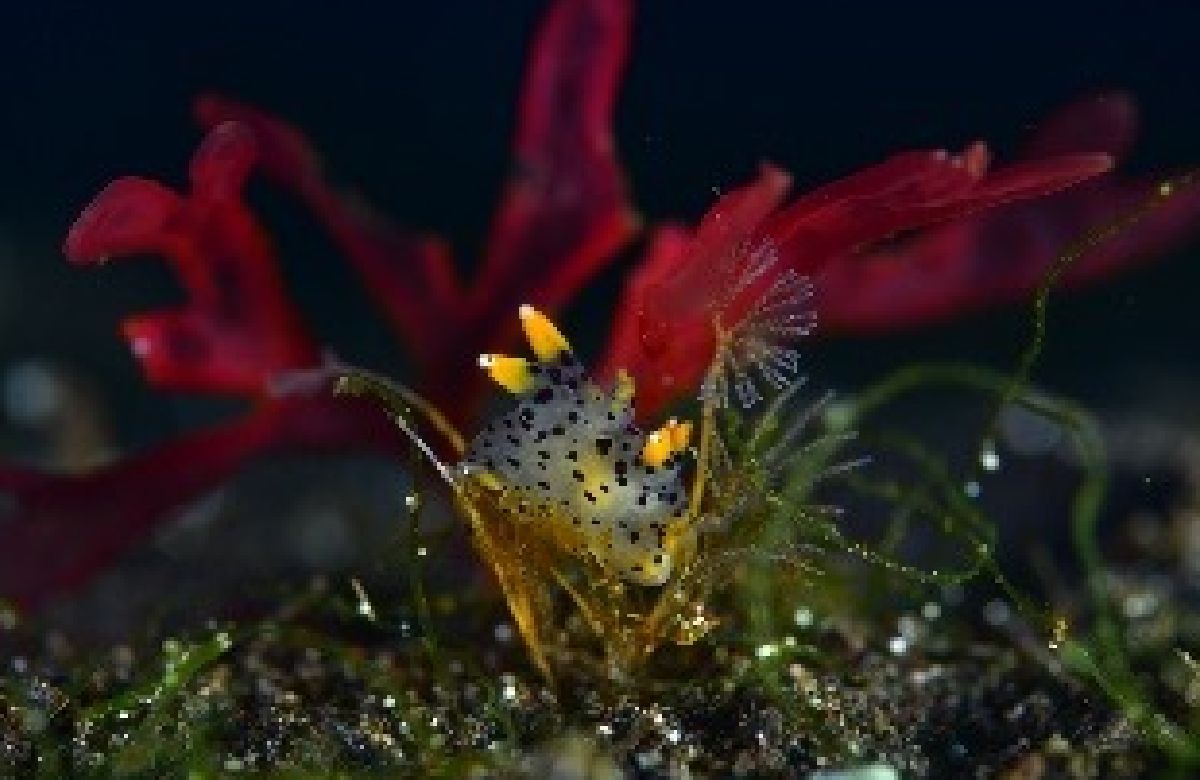 ツノザヤウミウシ