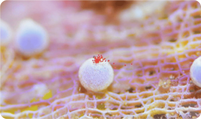 ネイチャーインの活動