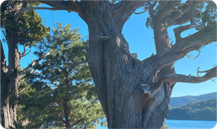 ネイチャーインの活動