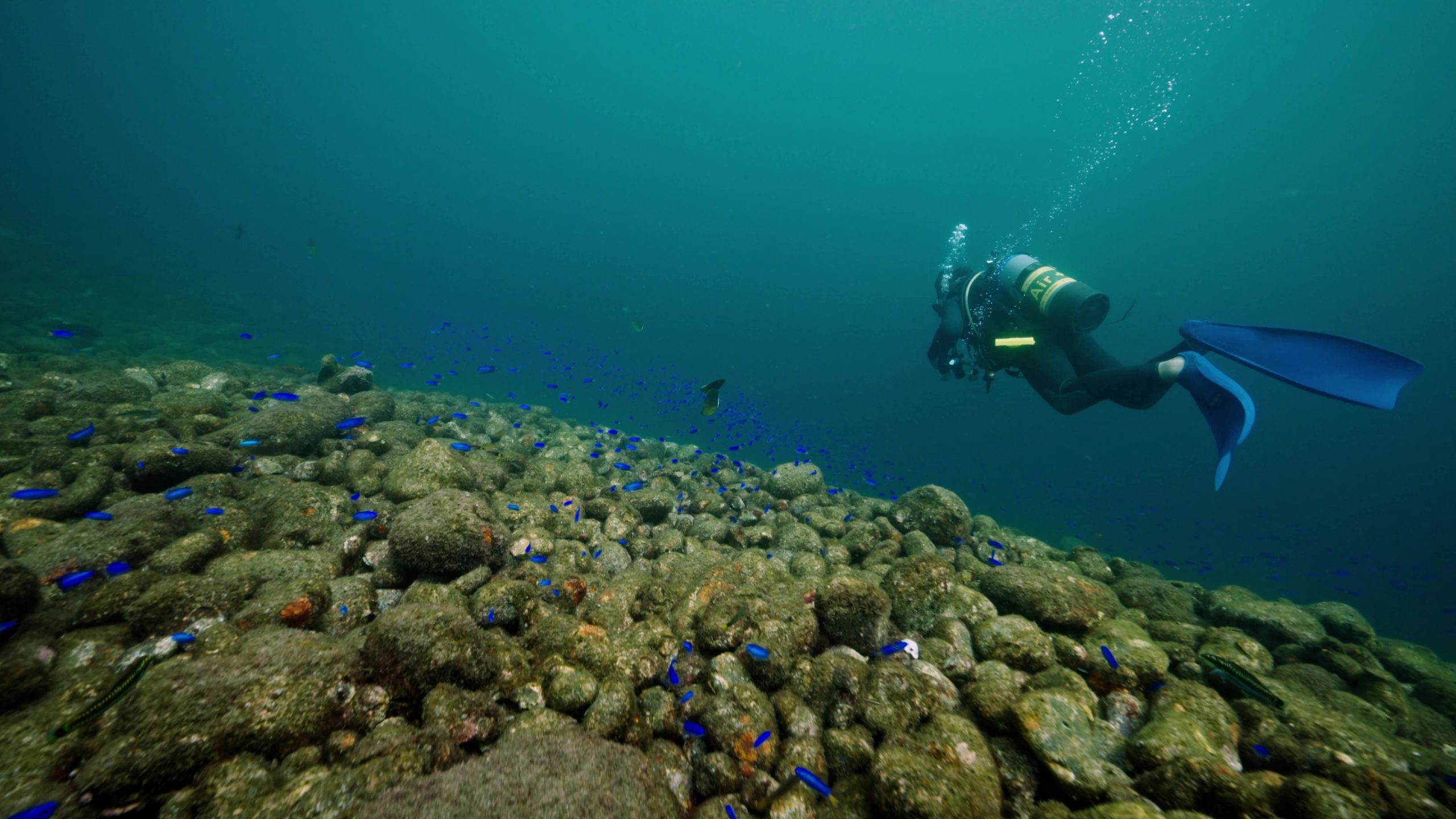 オンラインダイビング受付スタート！