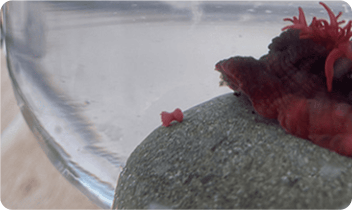 ネイチャーインの活動