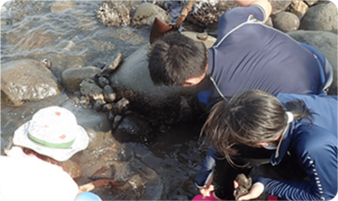 ネイチャーインの活動