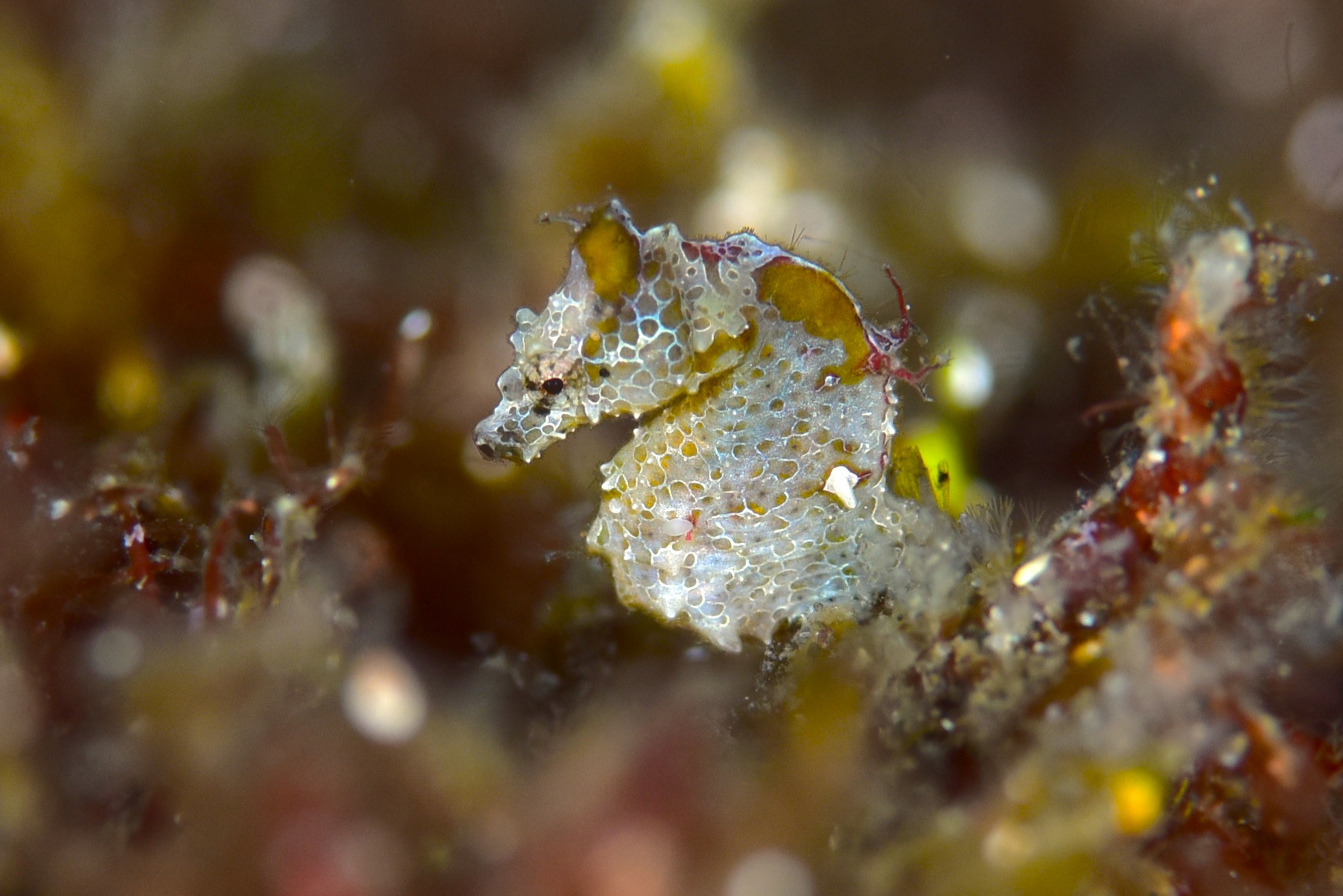 カミソリ・ヨウジ・タツ