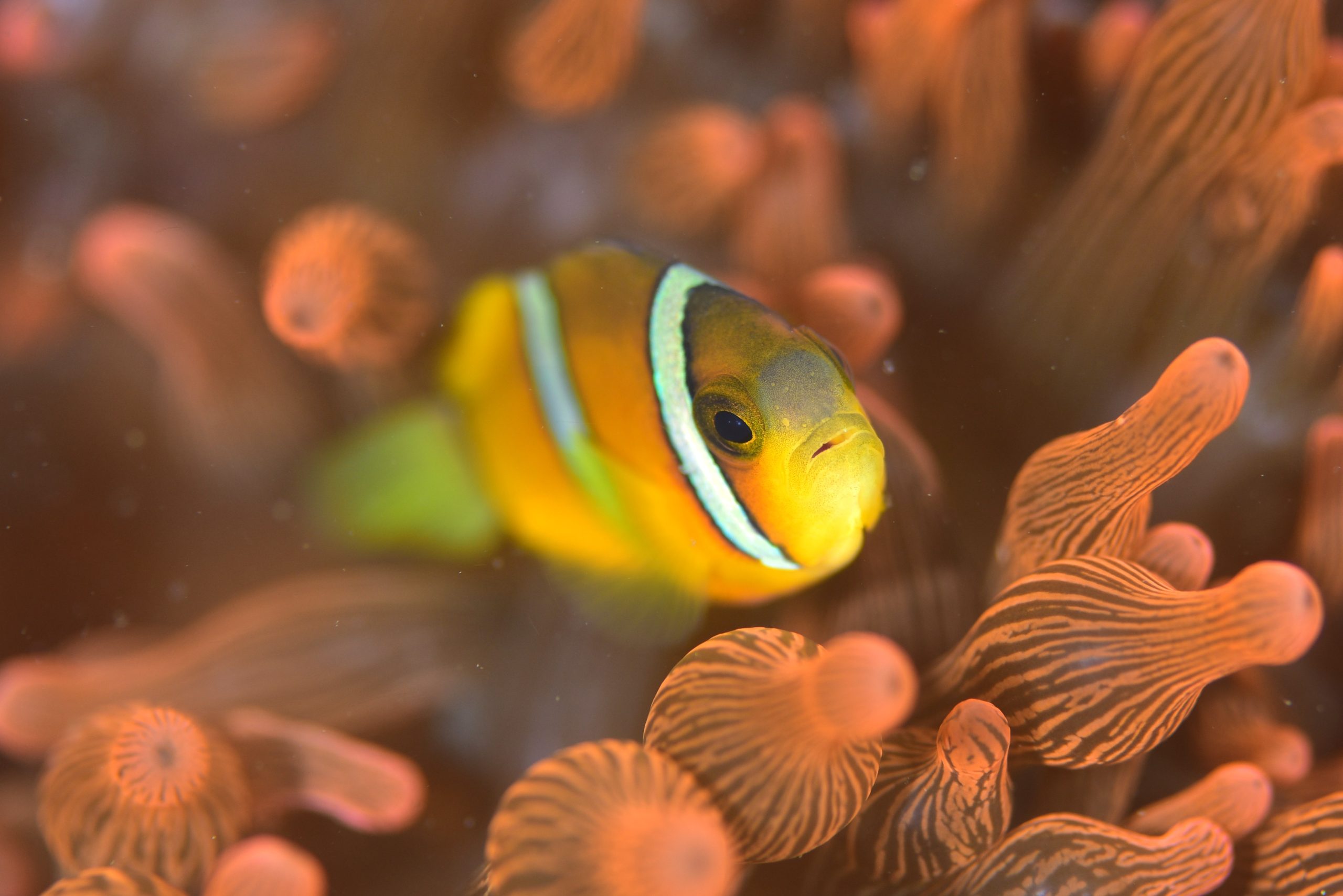 クマノミ・スズメダイ