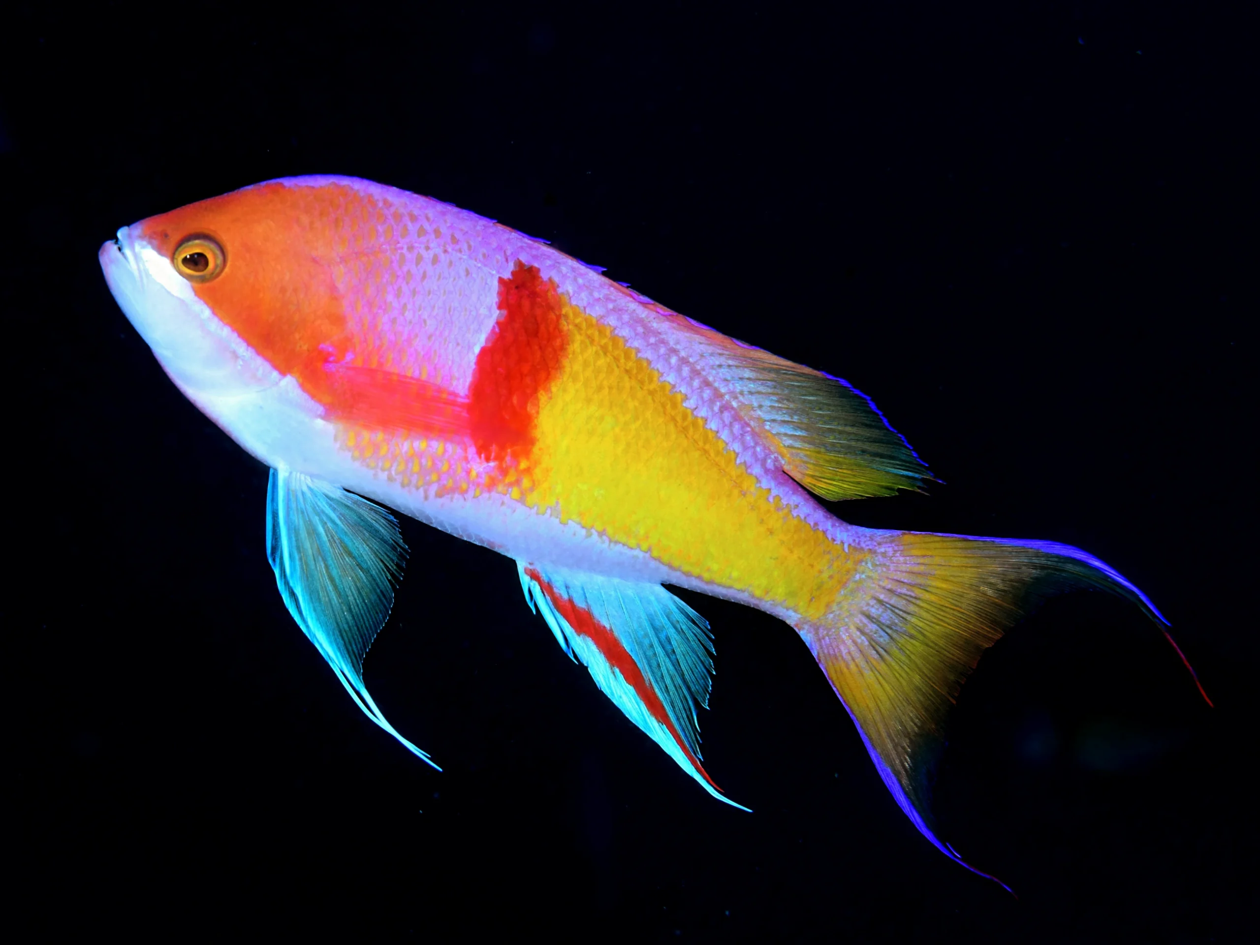 ハナダイの仲間