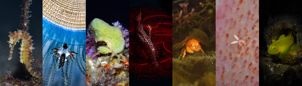 大瀬崎周辺の海の生き物