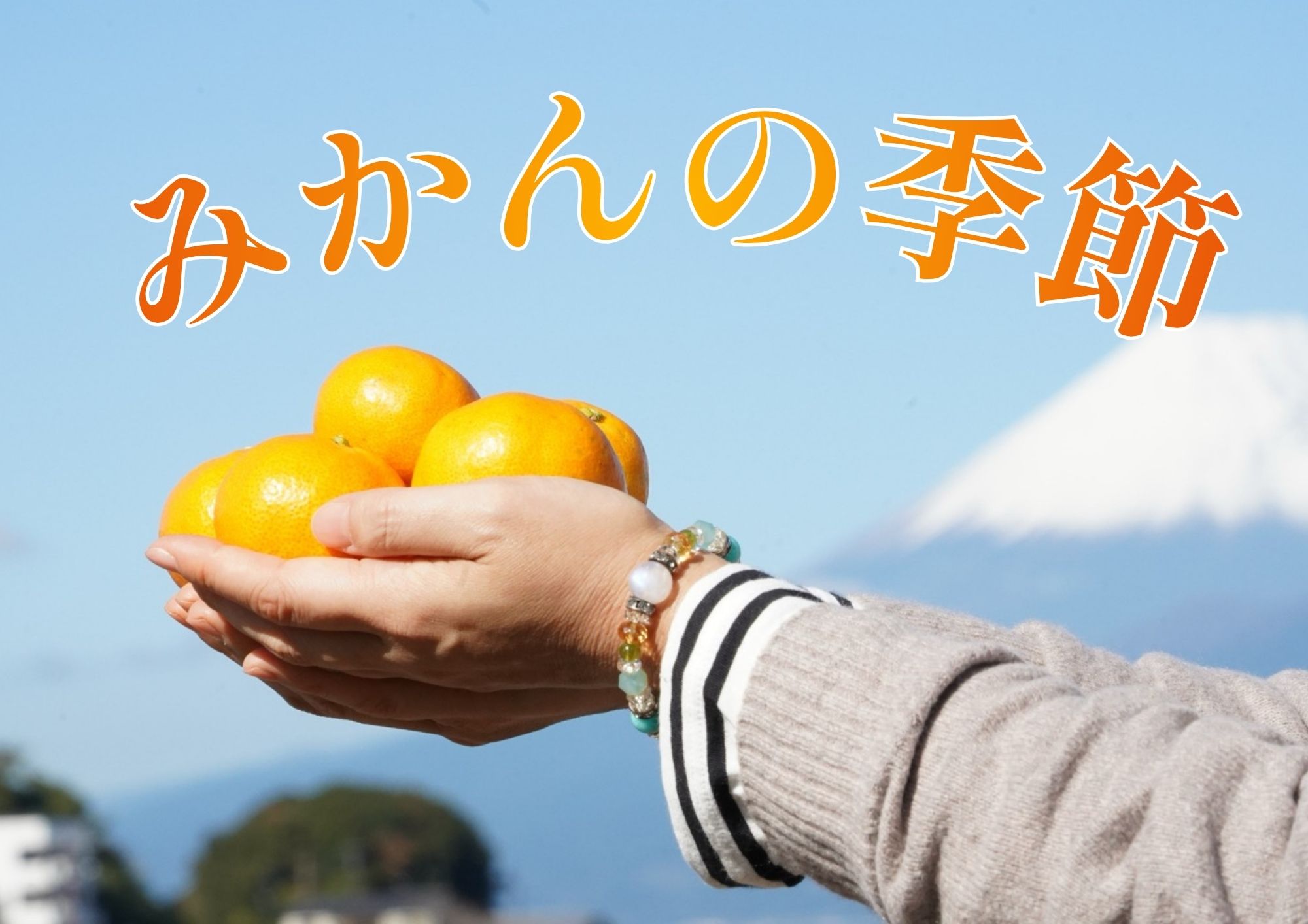 みかんの季節がやってきました！