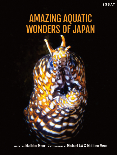 Amazing Aquatic Wonders Of Japan